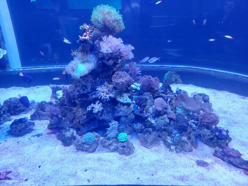 Rafa koralowa w łódzkim Orientarium.